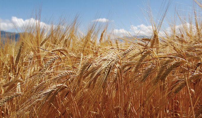 Sowing, growing and harvesting barley