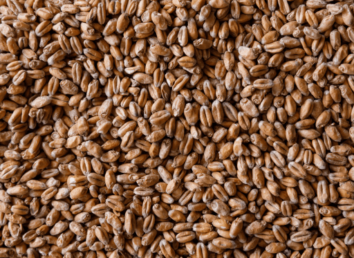 Wheat malt